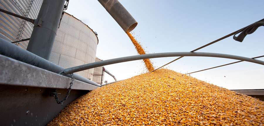 Image Banner_Grain